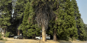 Expert Tree Care and Aesthetic Trimming at Prime Tree Service