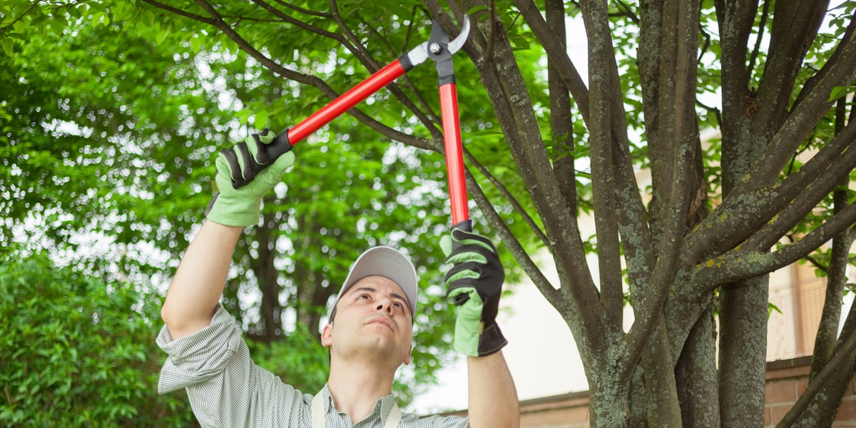 Reliable Residential Tree Care: The Excellence of Bloom Tree Trimming Services