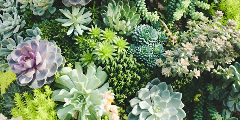 Succulents