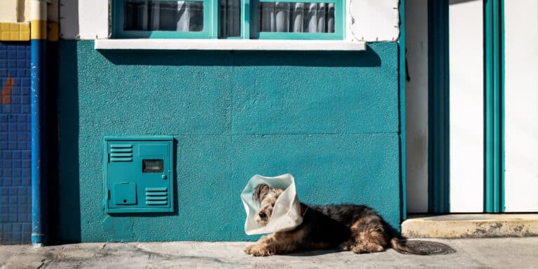 Enhancing Pet Health: Dr. Eugene Aversa's Guide to Optimal Nutrition