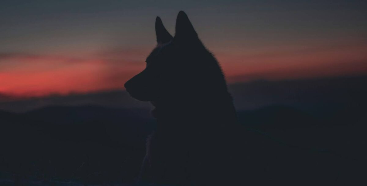 Brutal Slaying of a Wolf Pup Sparks Outrage- Advocates Demand Justice