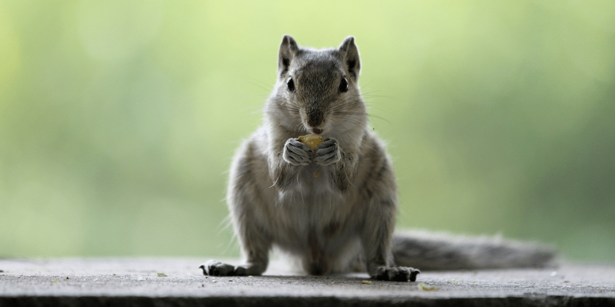 Importance of Attic Restoration After Squirrel Infestation