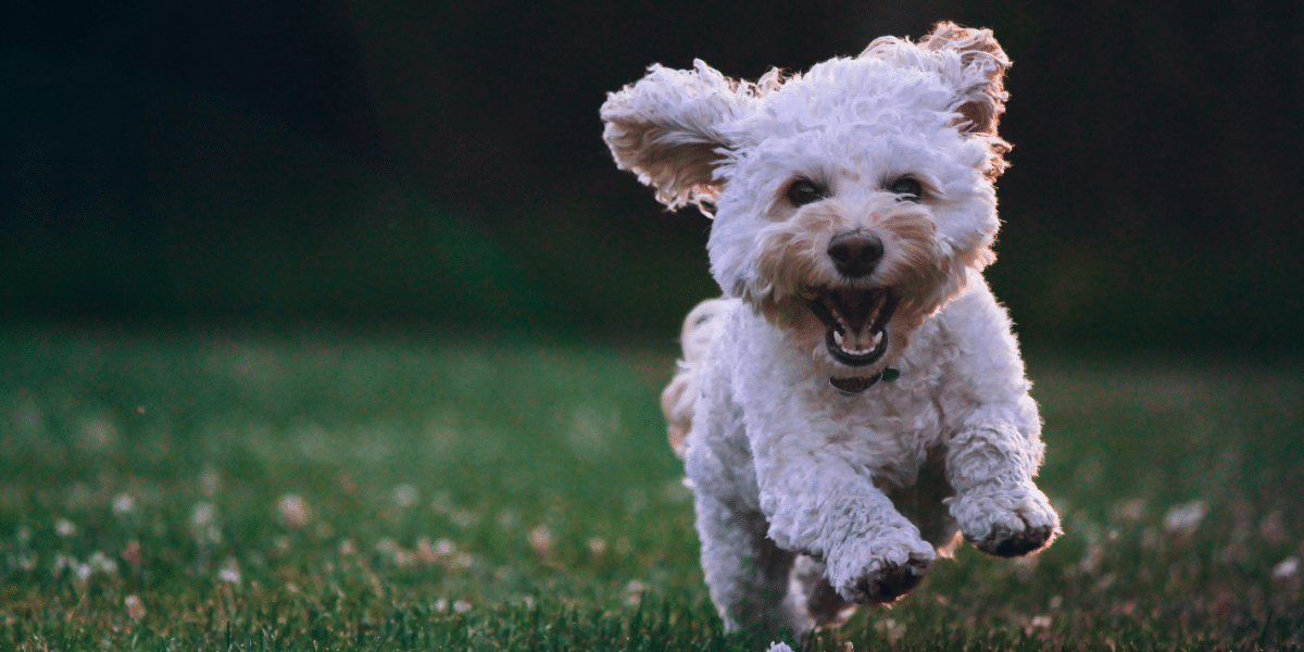 Puppy Socialization First Steps for a Well-Behaved Dog