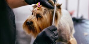 Comprehensive Guide to Grooming Salons for Pets: Importance, Services, and Benefits