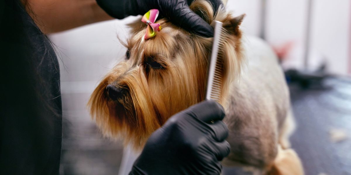 Comprehensive Guide to Grooming Salons for Pets: Importance, Services, and Benefits