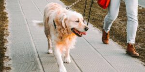 Dog Walking Tips for Keeping Pups Safe During the Summer Months From GreenPaws Chicago