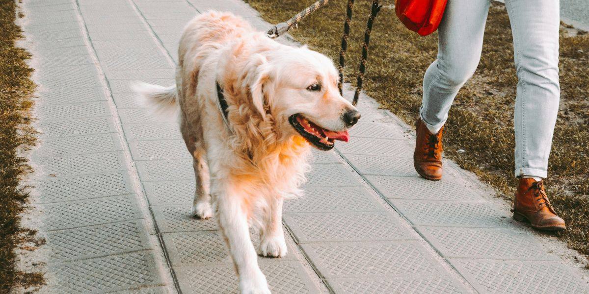 Dog Walking Tips for Keeping Pups Safe During the Summer Months From GreenPaws Chicago