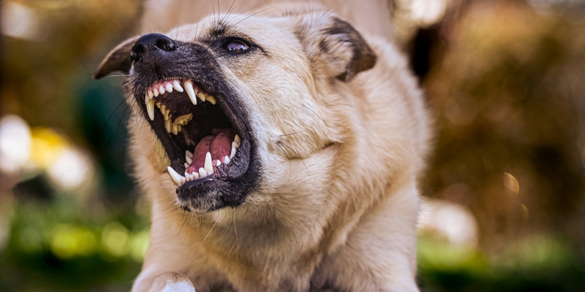 How Alpha Law Group Approaches Florida Dog Bite Law