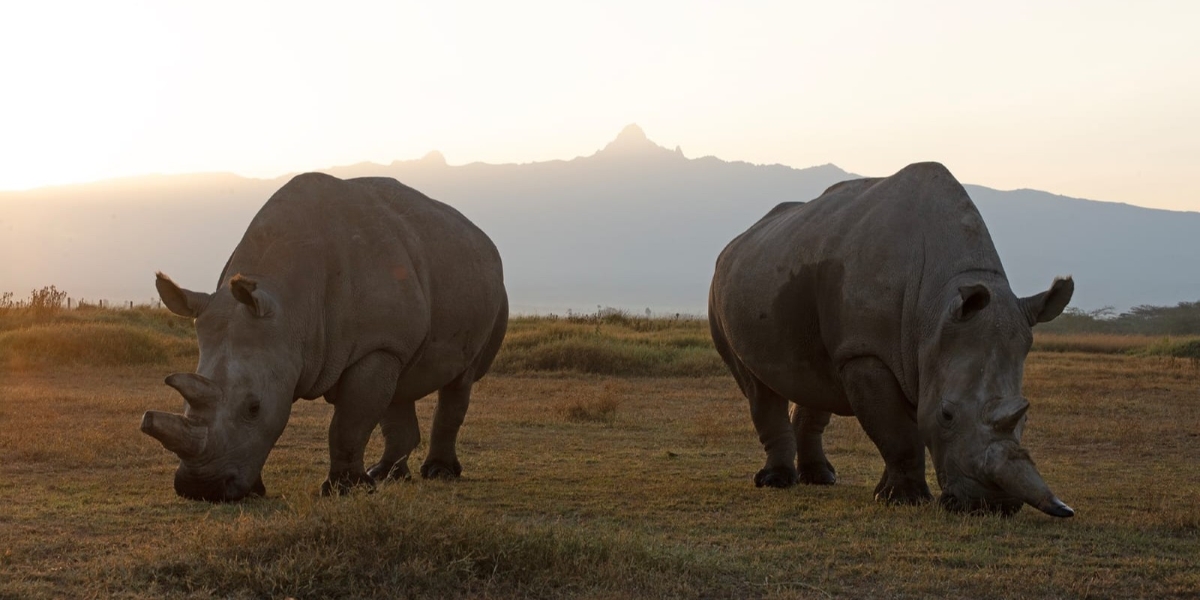 Why Saving Rhinos Means Supporting Communities and The Human Side of Conservation